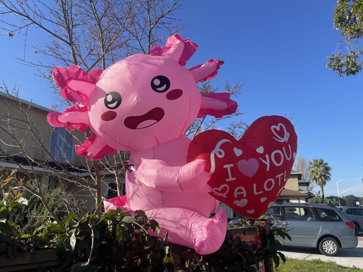 Alameda Post - A blow up Valentines Decoration of an Axolotl holding a heart that says " I heart you a lot." 