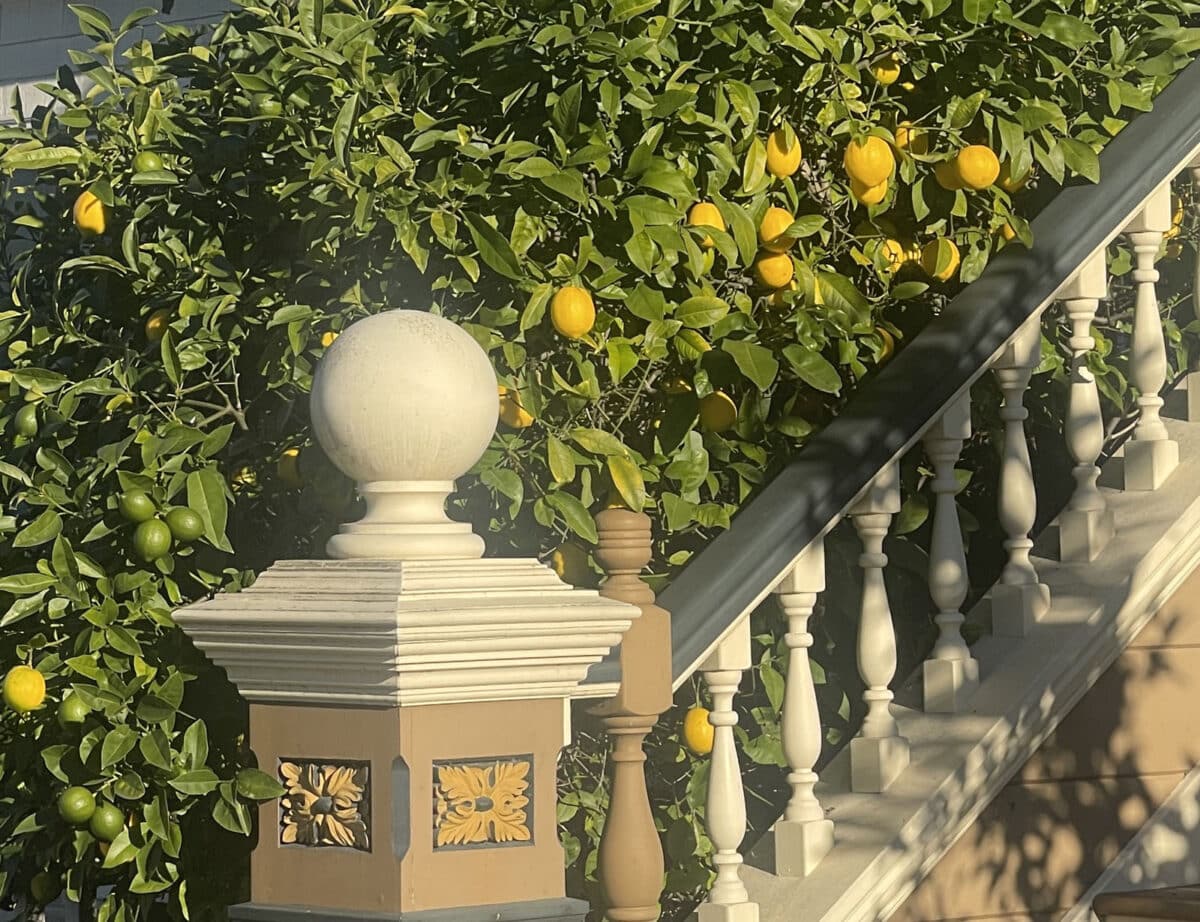 Alameda Post - A beautifully detailed handrail on a staircase, and a lemon tree behind it.