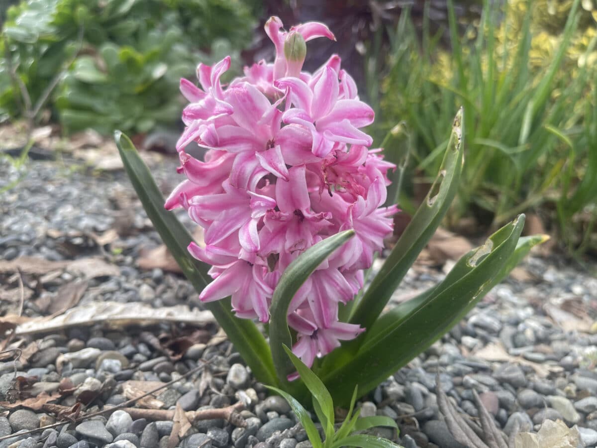 Alameda Post - A pink hyacinth in bloom. 