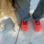 Alameda Post - Bear's-Eye View of Alameda for October 15, 2023 - Mouf paws next to human companion feet in orange sneakers