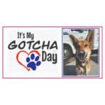 Alameda Post - a graphic that says "It's my Gotcha Day" and a photo of Mouf the dog with icing on his nose