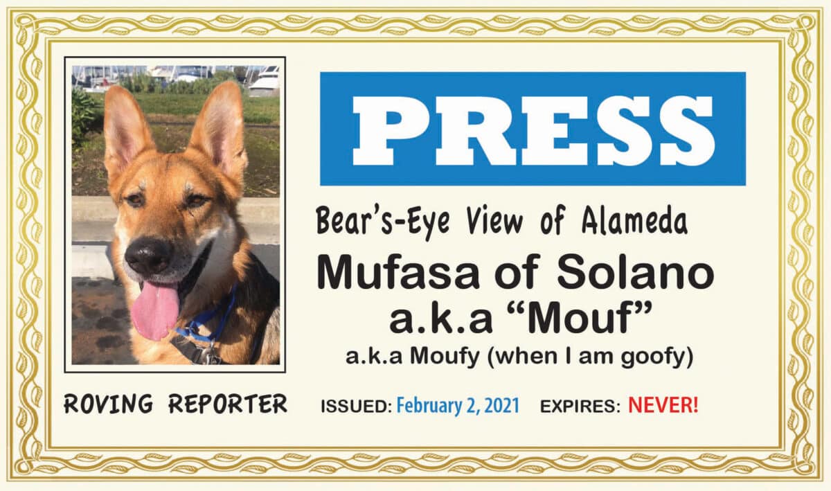 Alameda Post - A photo of Mouf the dog with the text "Press Bear's Eye View of Alameda. Mufasa of Solano a.k.a. "Mouf, a.k.a. Moufy when I am goofy. Roving Reporter. Issued February 2, 2021. Expires never"