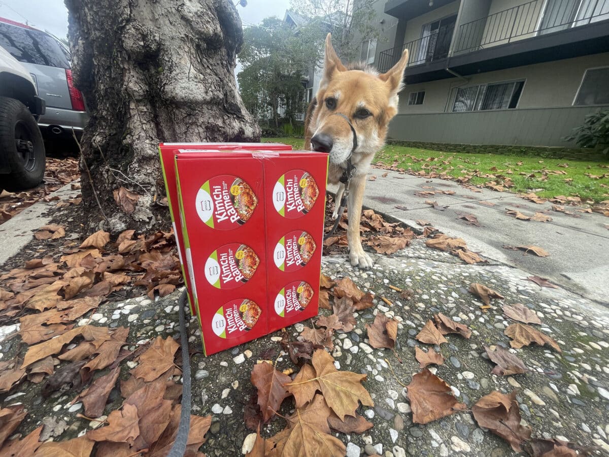 Alameda Post - Mouf sniffs a case of ramen left out on the sidewalk. 