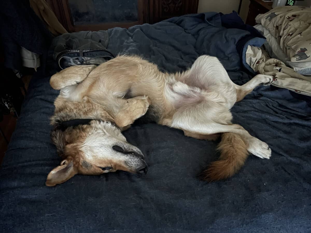 Alameda Post - Mouf sleeps on his back on a bed. 