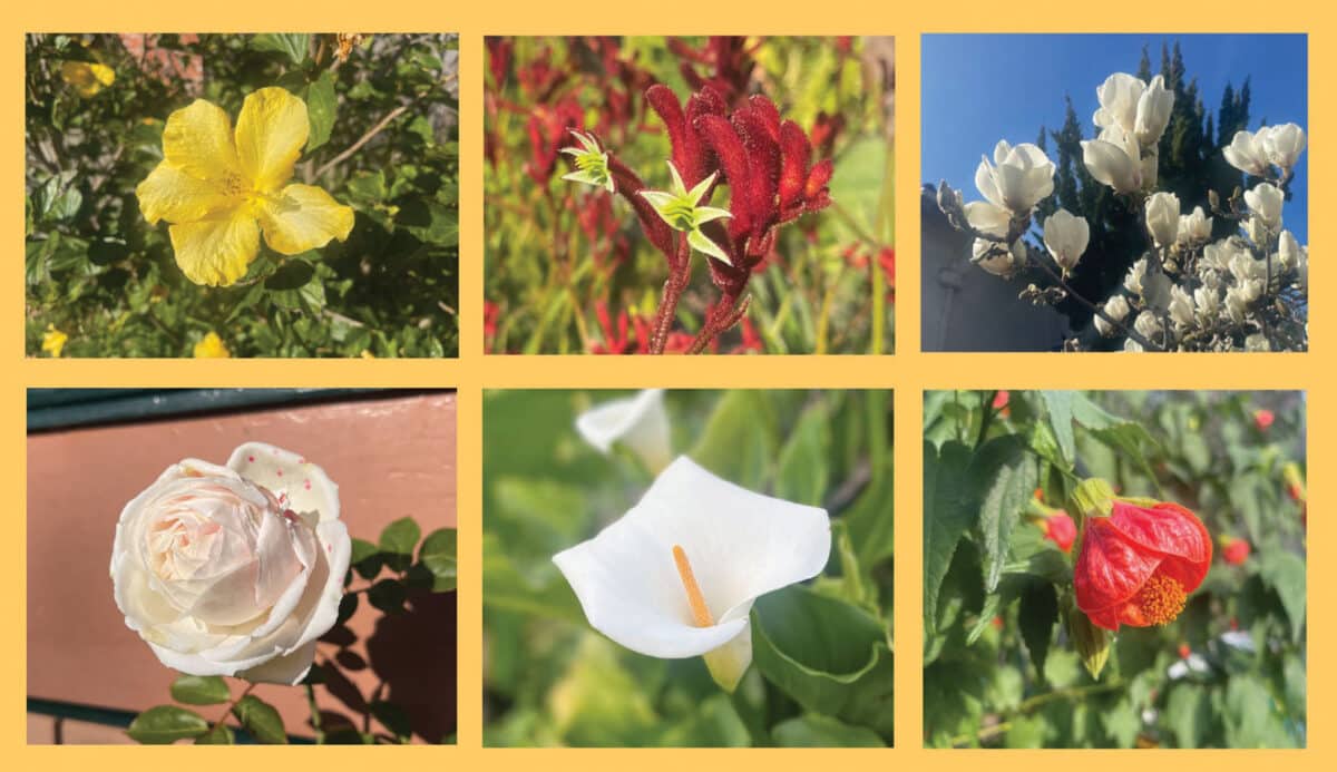 Alameda Post - A collage of blooming flowers.