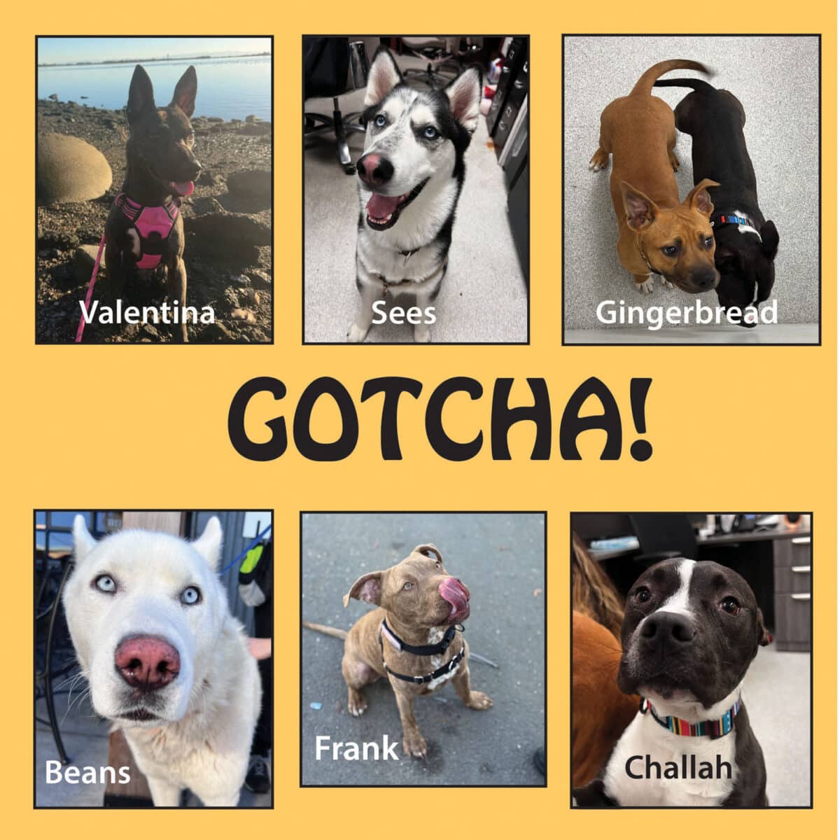 Alameda Post - A collage of six dogs that have been adopted. 