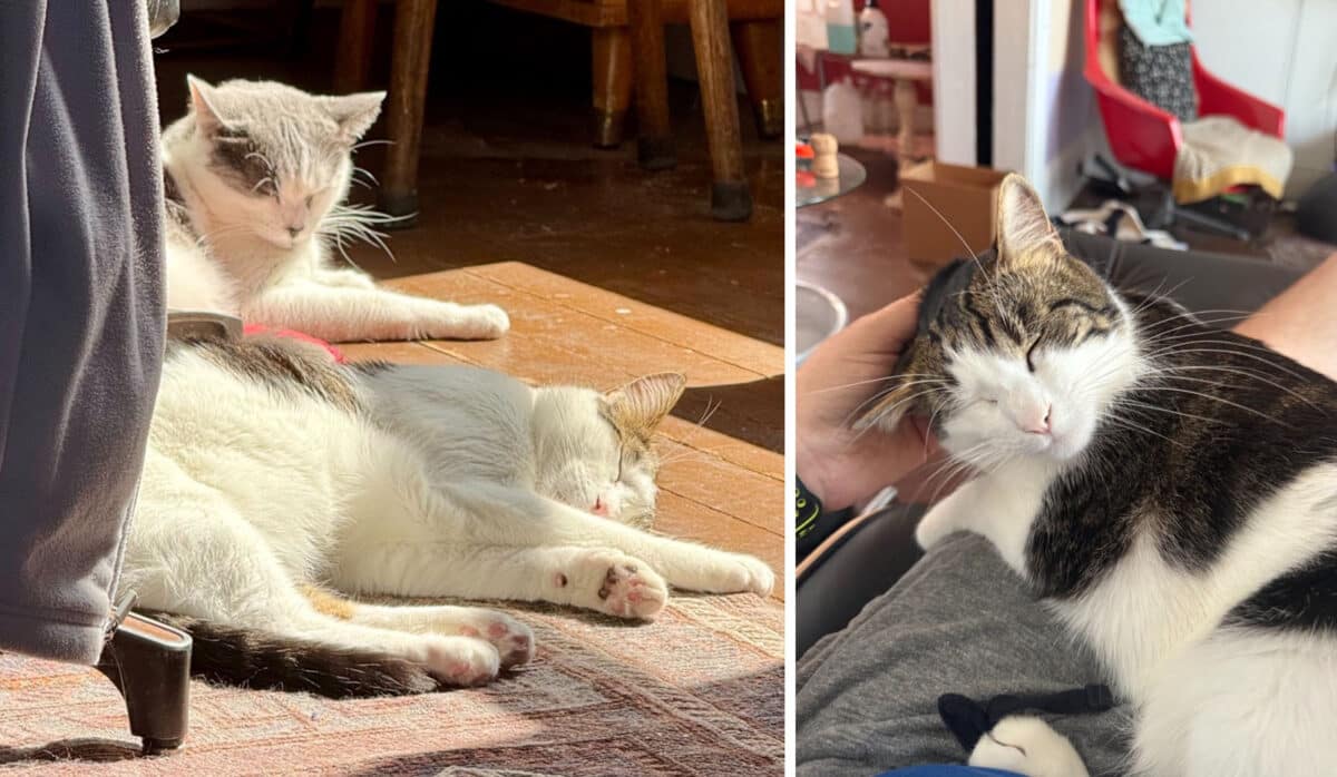 Alameda Post - pet cats lounging around