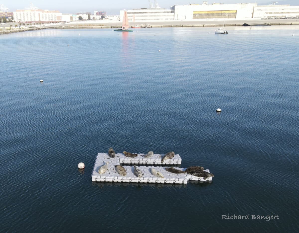 Alameda Post - Eleven harbor seals rest on a floating dock. 