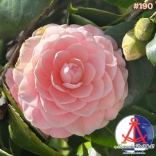 Alameda PostCast episode 190 for February 6, 2026