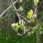 Alameda Post - small pink flowers on an apple tree