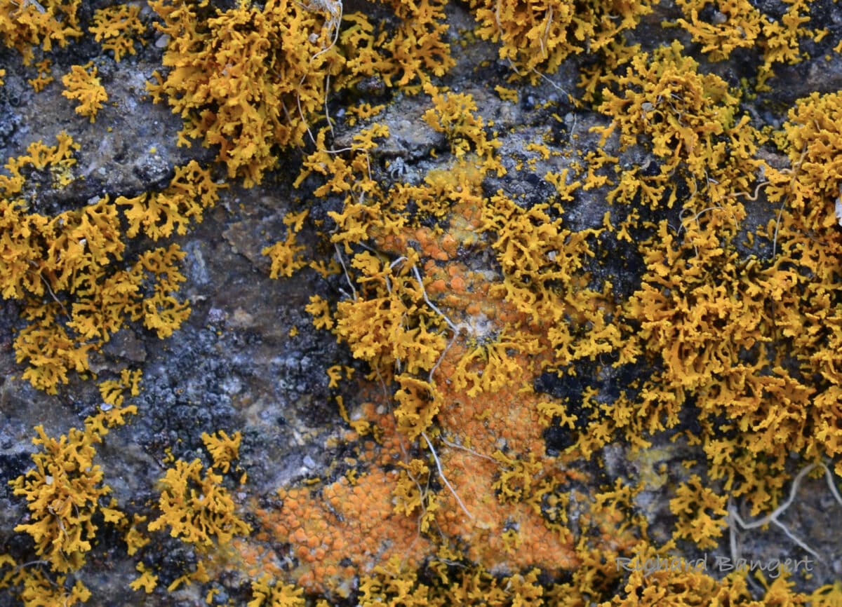 Alameda Post - Orange-ish lichen that is almost leafy in texture