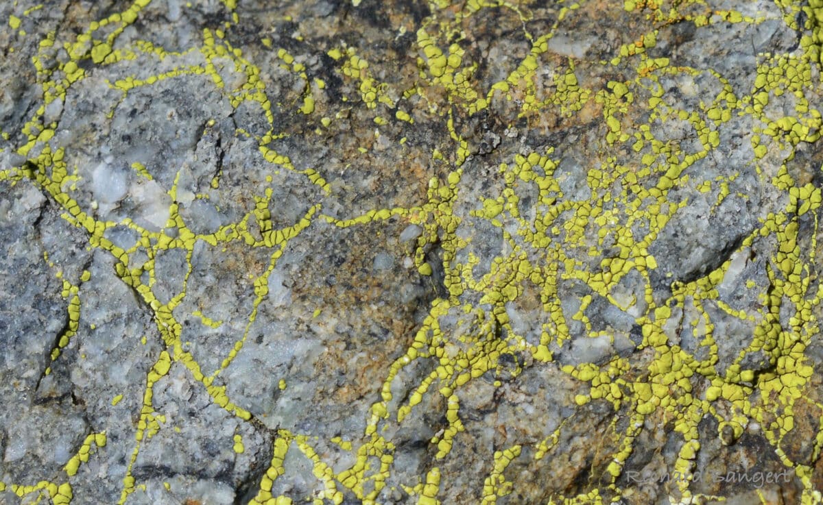 Alameda Post - yellow colored lichen on a rock that spiderwebs across the surface