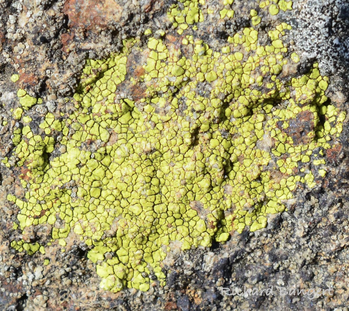 Alameda Post - a patch of yellow lichen on a rock that looks textured and crumpled like paper
