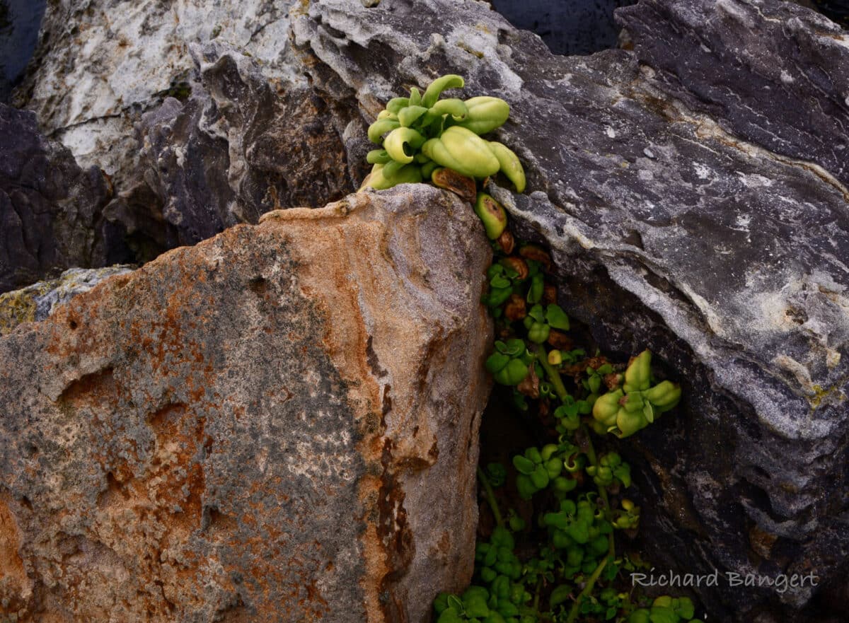 Alameda Post - a plant grows amongst large rocks