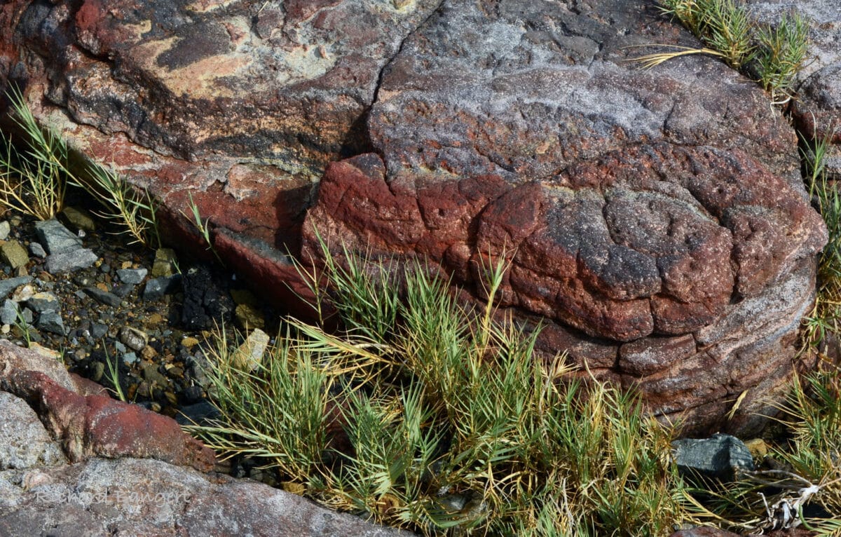 Alameda Post - a grassy plant grows amongst large rocks