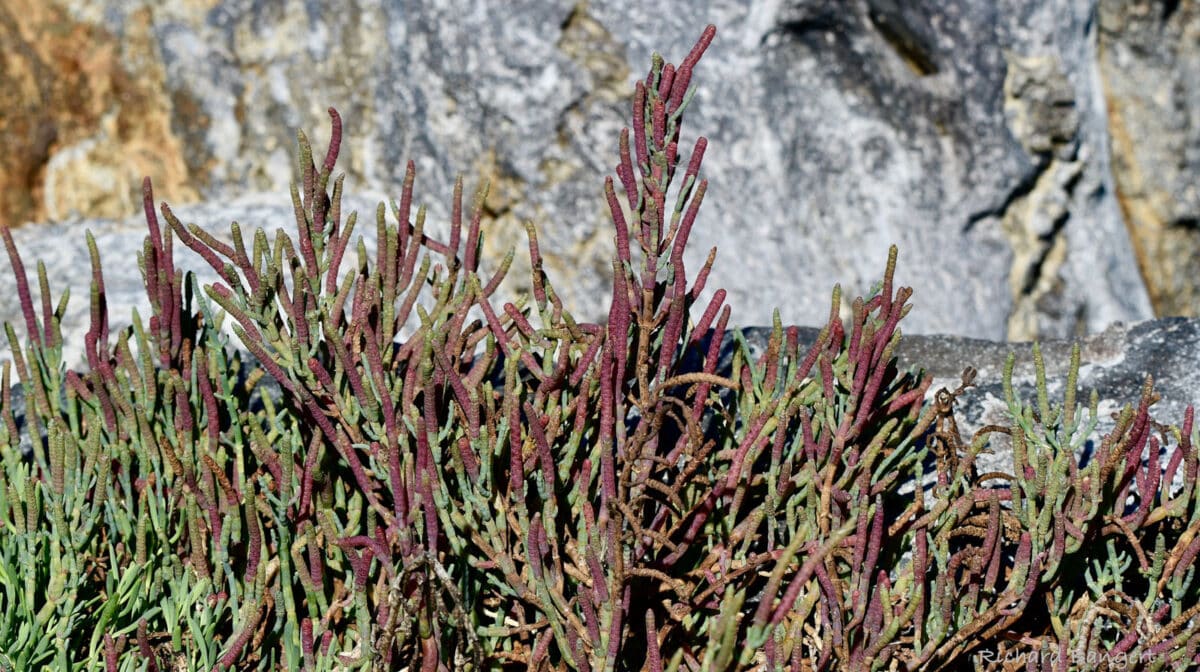 Alameda Post - a spindly red and green plant that is a type of succulent 