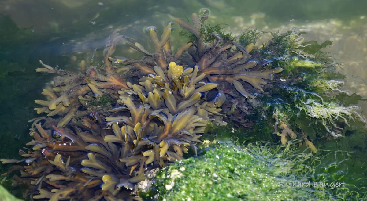 Alameda Post - plants beneath the surface of the water