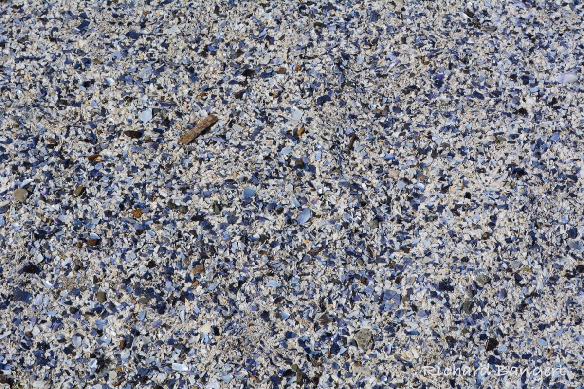 Alameda post - pieces of shells in shades of white and blue on the ground