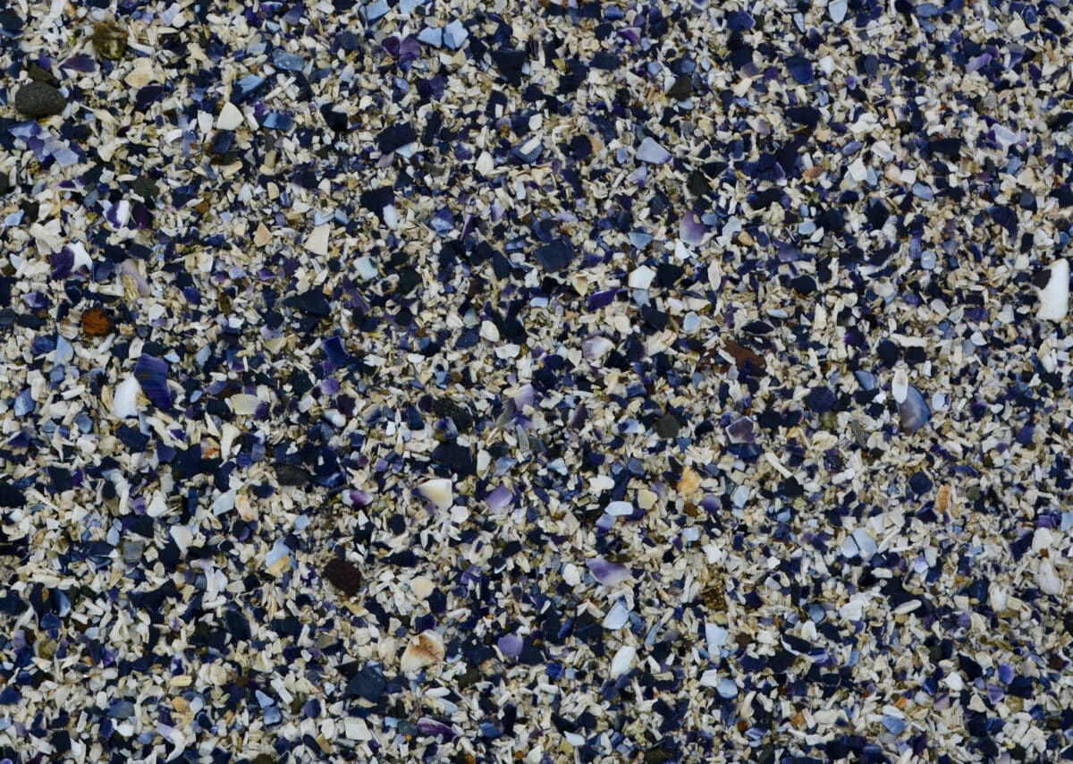 Alameda Post - colorful white, blue and purple shells broken on the ground