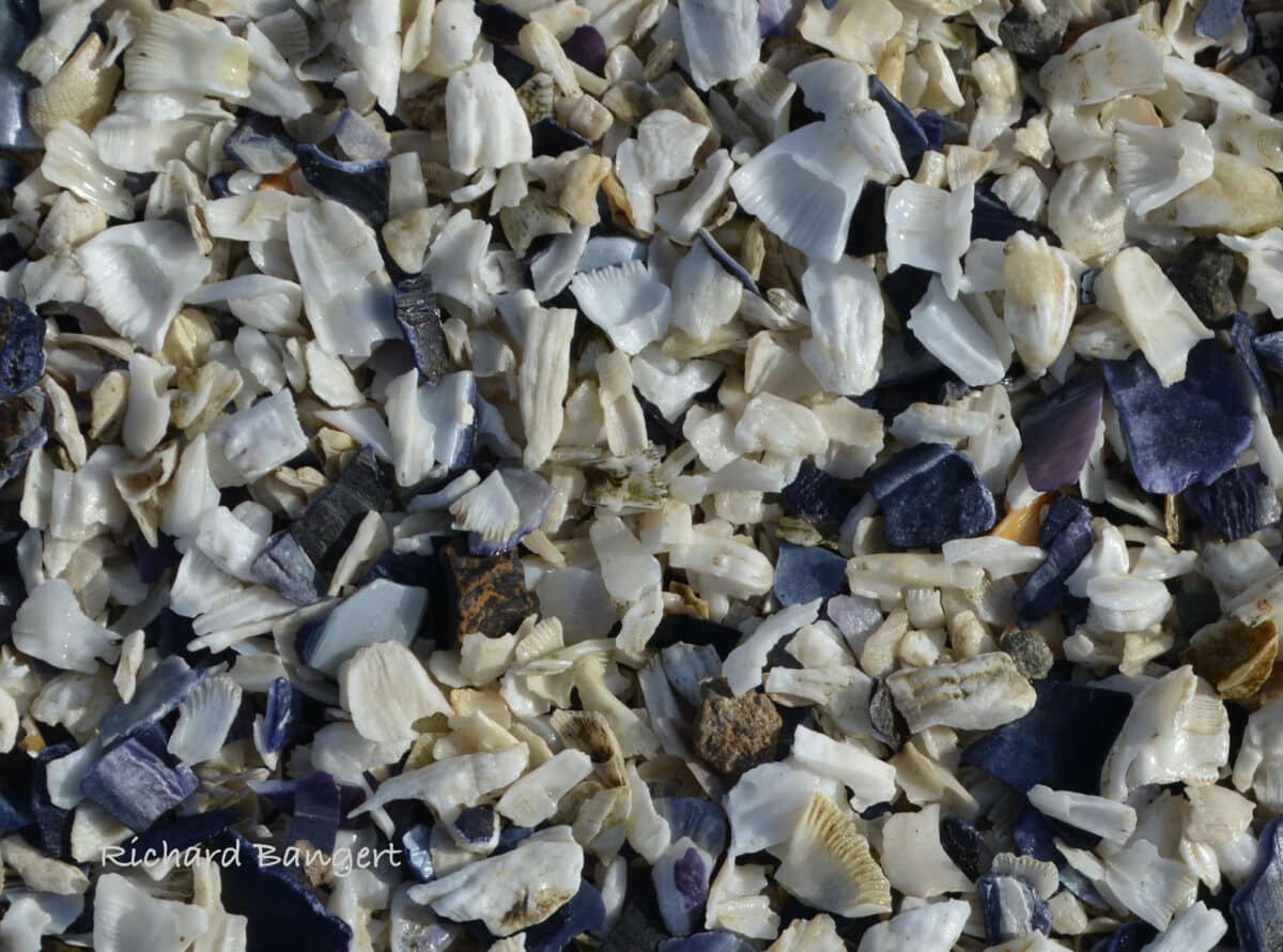 Alameda Post - colorful white, blue and purple shells broken on the ground