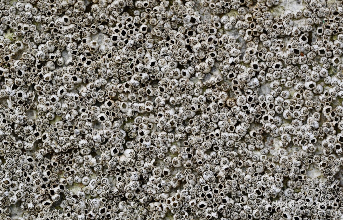 Alameda Post - a wall of barnacles