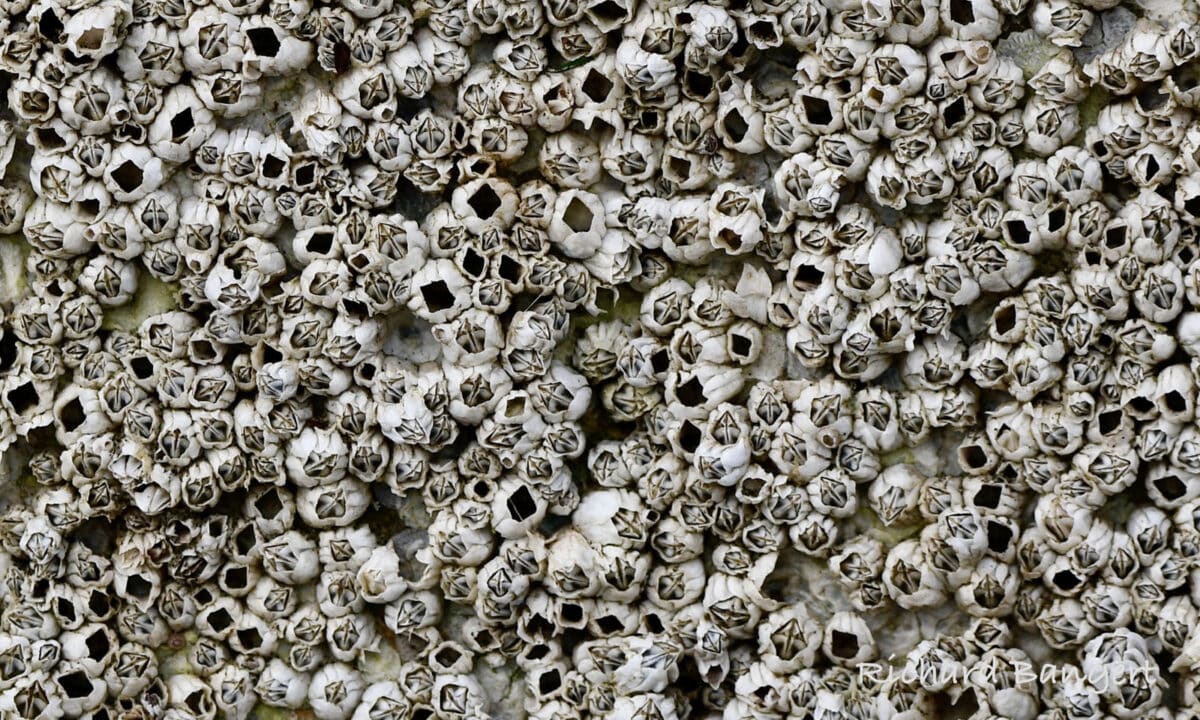 Alameda Post - a close up view of a wall of barnacles