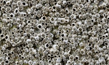 Alameda Post - a close up view of a wall of barnacles