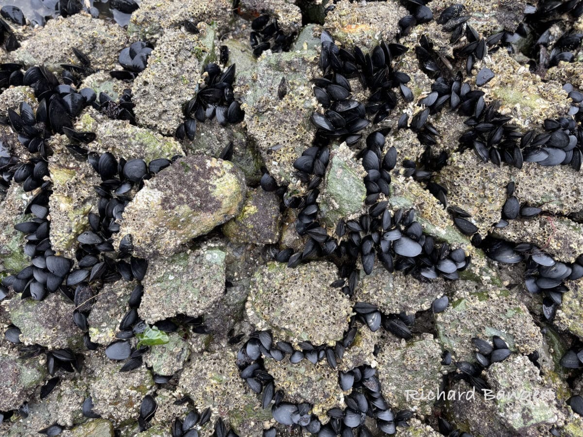 Alameda Post - mussels attached to a rock wall next to barnacles