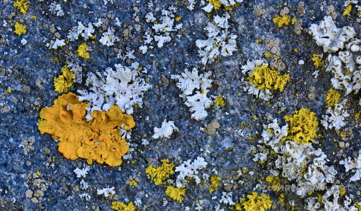 Alameda Post - several types of lichen on a rock