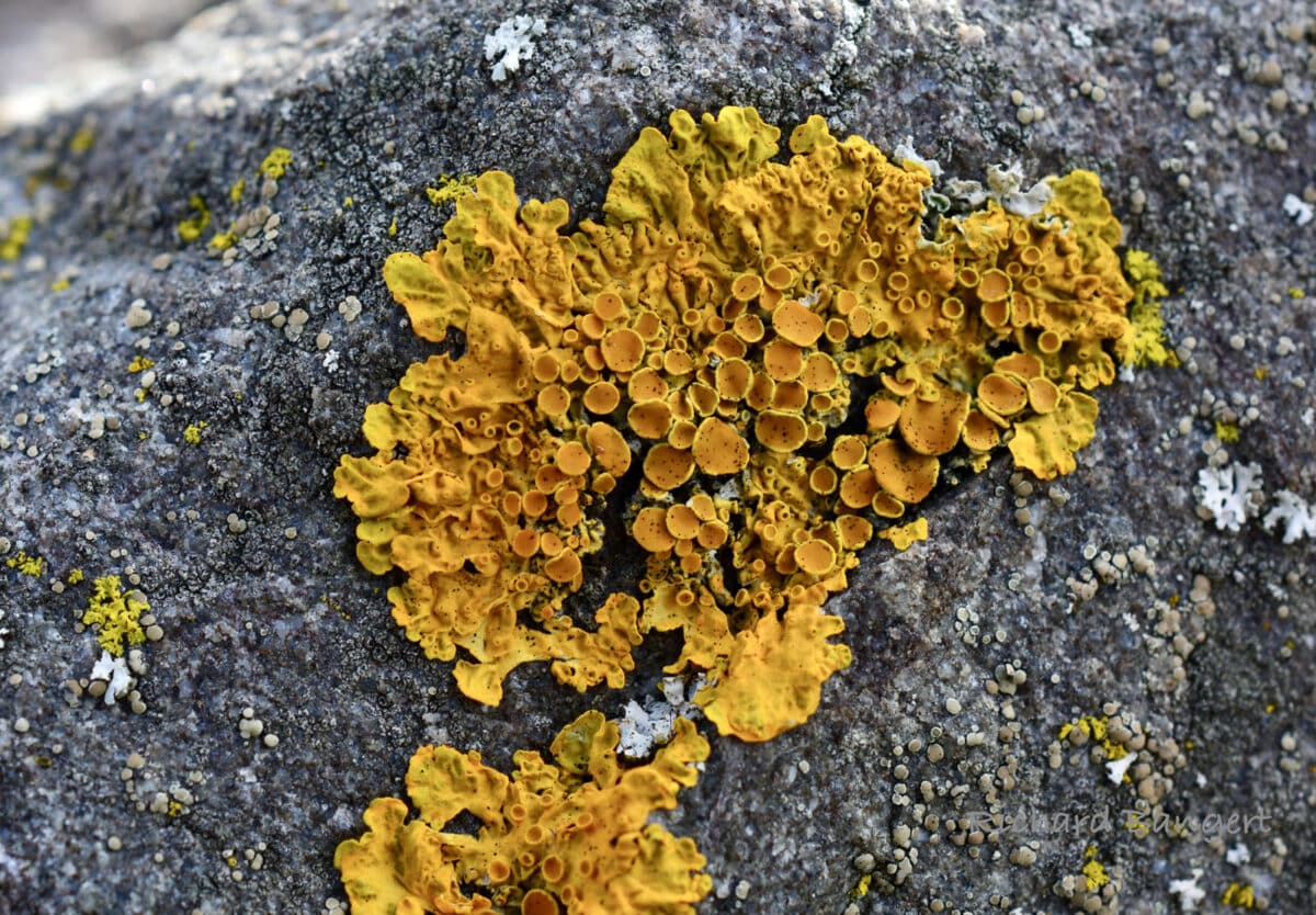 Alameda Post - orange lichen on a rock