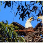 Alameda Post - two bald eagles in a nest