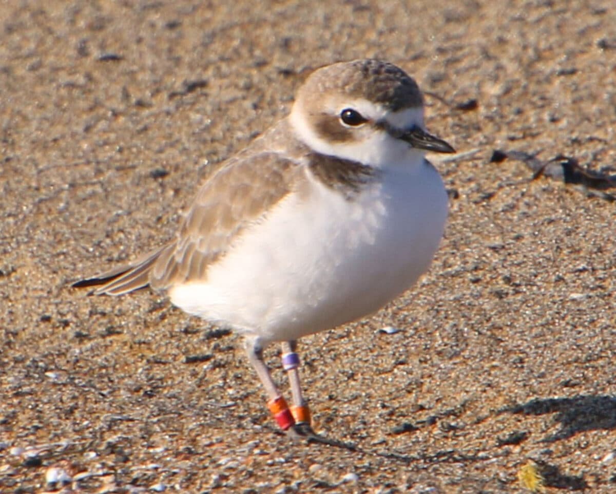 Alameda Post - A snowy plover with banded legs.