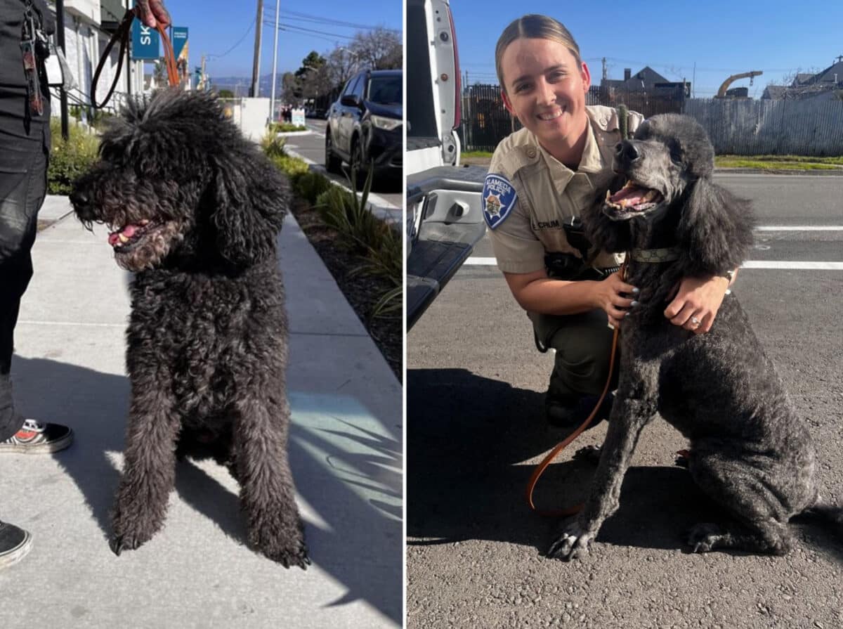 Alameda Post - A very shaggy poodle, and a photo of an animal control officer smiling next to a freshly groomed poodle. 