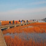 Alameda Post - birdwatchers spread out over a wooden walkway on the marsh