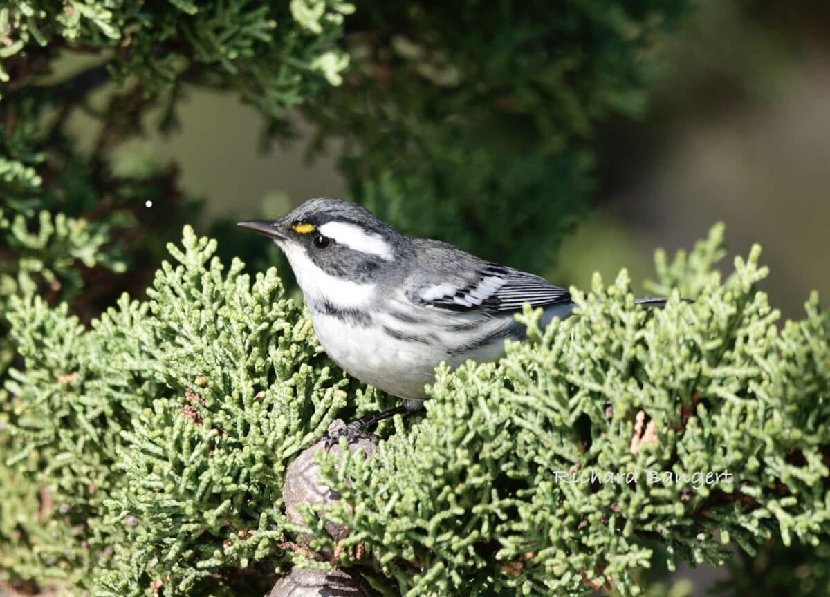 Alameda Post - A small black, white, and grey bird sits in a tree. 
