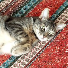 Alameda Post - Buddy the cat on a carpet or rug rolled over on his back