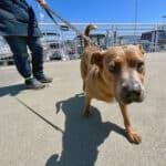 Alameda Post - a close up photo of Buster Brown, a friendly looking tan dog putting his nose up to a camera