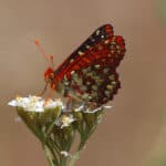 Alameda Post - a butterfly on a plant