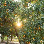 Alameda Post - An orange tree