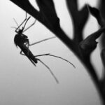 Alameda Post - a mosquito