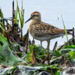 Alameda Post - A shorebird in the middle of shore plants, plant matter, and mud.