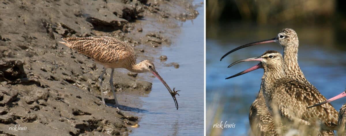 Alameda Post - An Alameda shorebird holds a small crab in its beak, and another group of sandpipers sit together by the water.