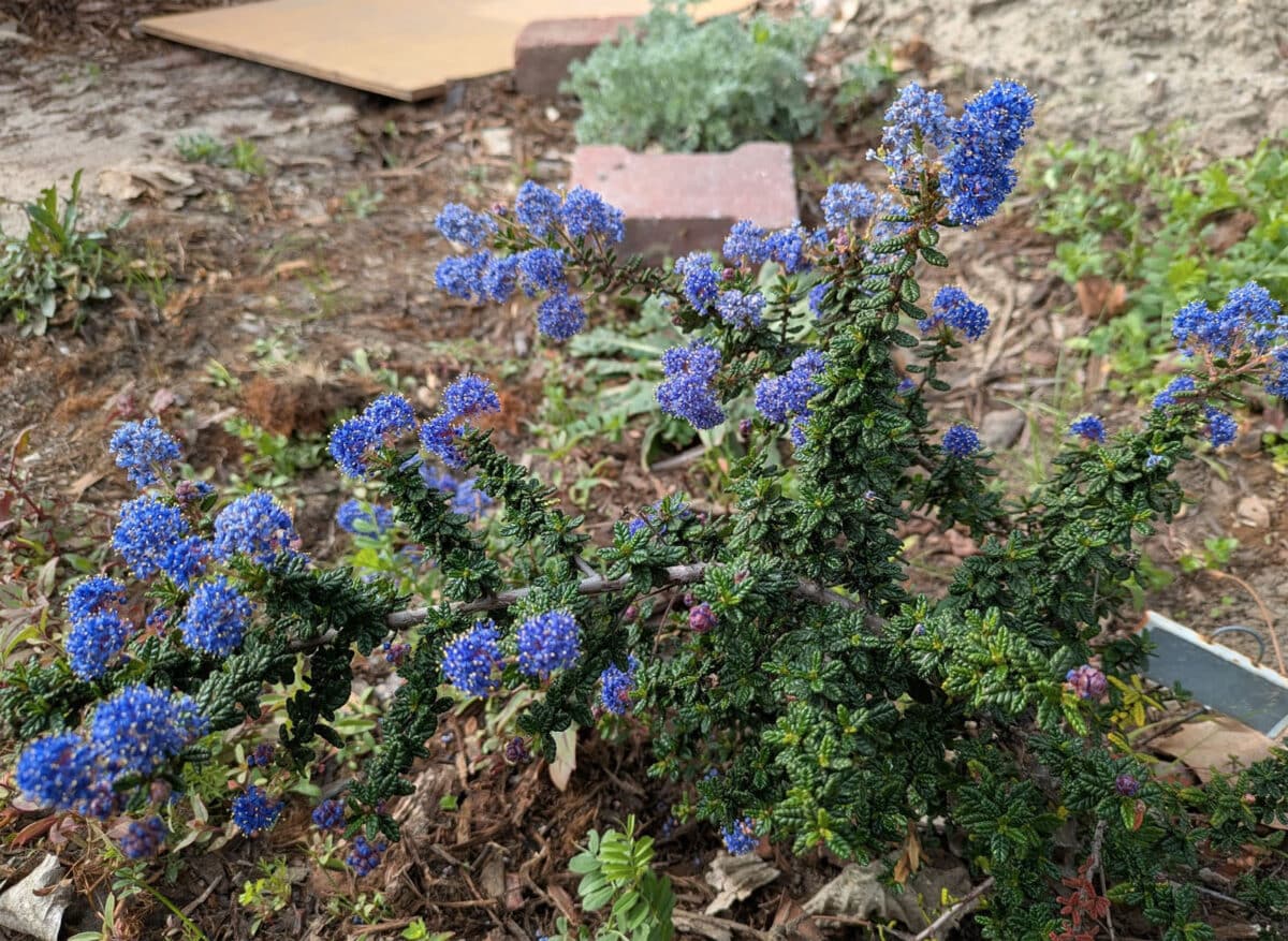 Alameda Post - a blue and green plant, in a native habitat garden
