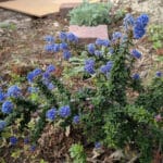Alameda Post - a blue and green plant,