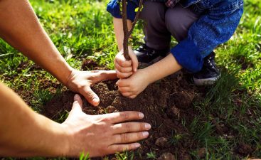 Alameda Post - An adult and child plant a tree together.