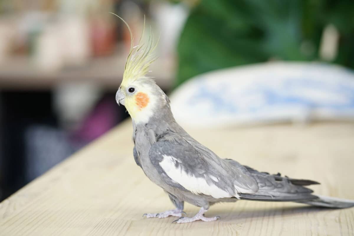 Alameda Post - a pet bird