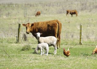Alameda Post - A cow, sheep, and chickens on a grassy field.