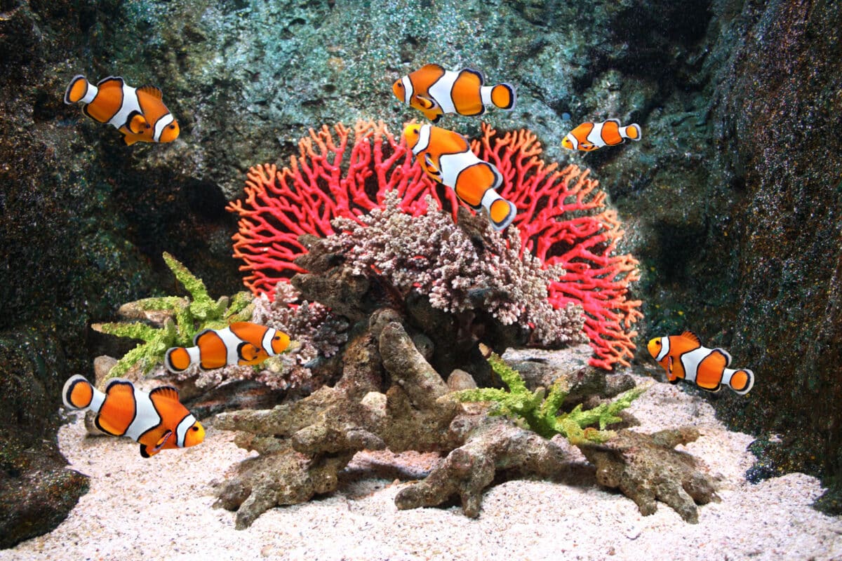 Alameda Post - clownfish in an aquarium