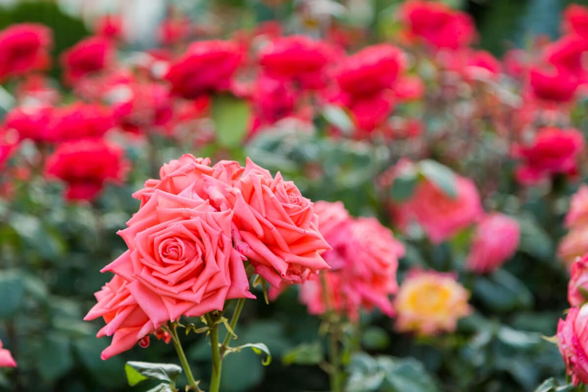 Alameda Post - A rose bush