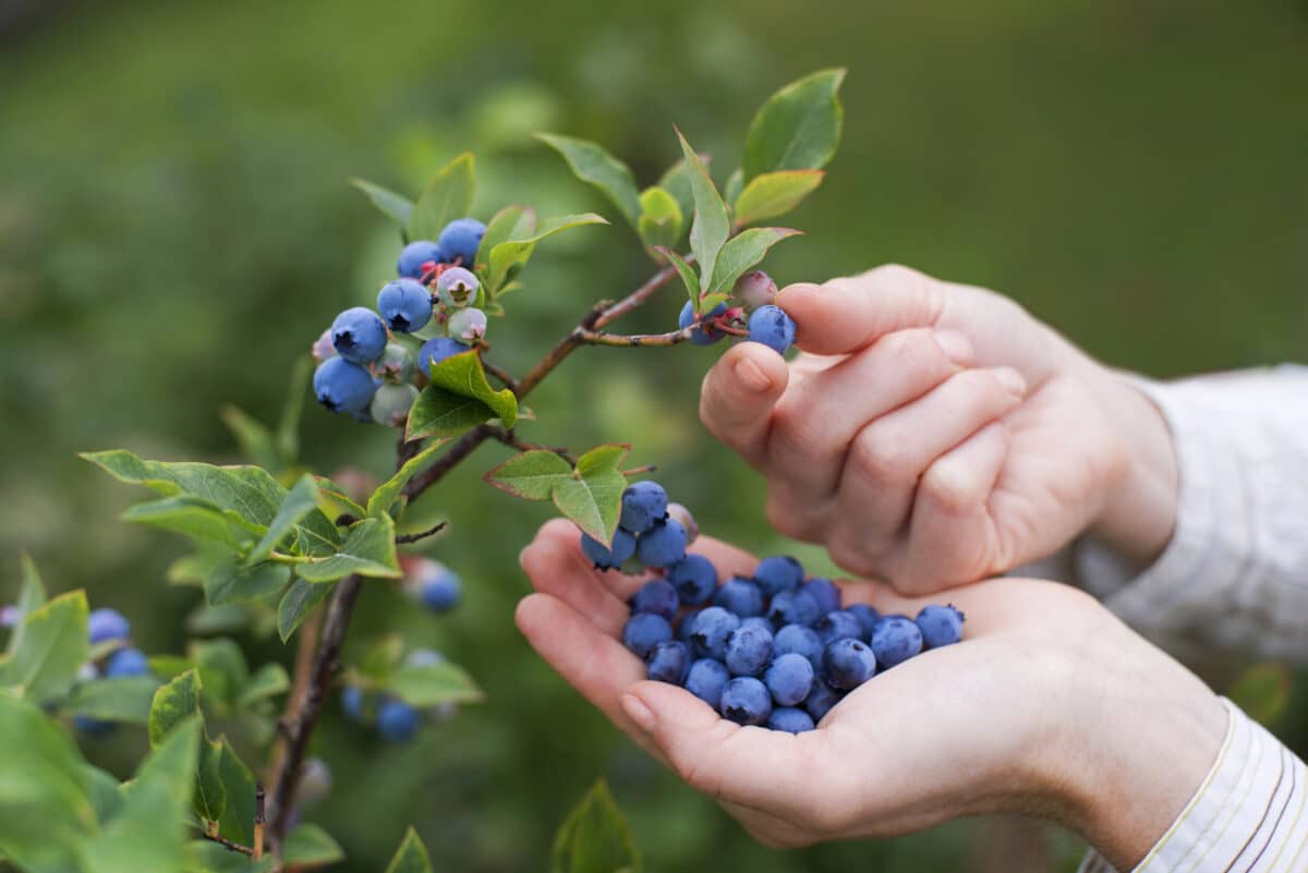 Alameda Post - a pair of hands picks blueberries off of a bush and places them into an open palm